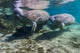 Manatee with Calf Crystal Swimming Wall Decal