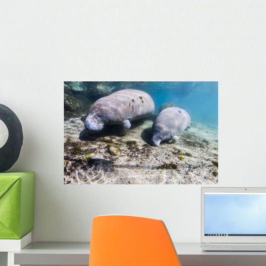 Manatee with Calf Searching Crystal Wall Decal