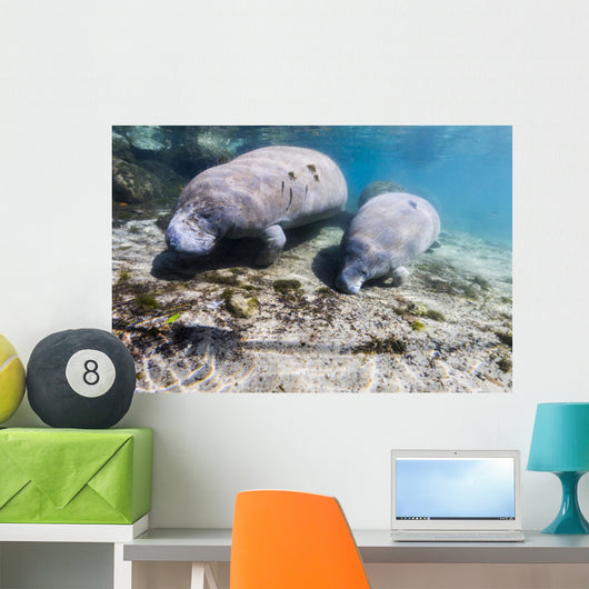 Manatee with Calf Searching Crystal Wall Decal