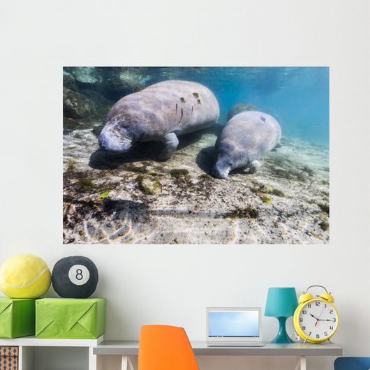 Manatee with Calf Searching Crystal Wall Decal