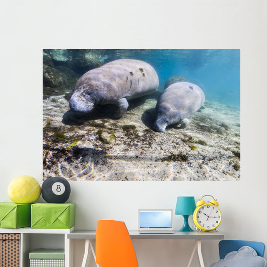Manatee with Calf Searching Crystal Wall Decal
