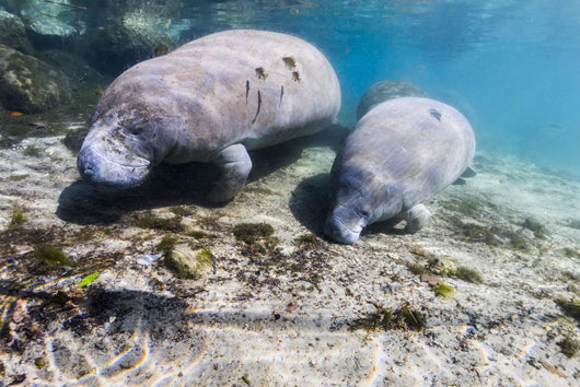 Manatee with Calf Searching Crystal Wall Decal