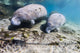 Manatee with Calf Searching Crystal Wall Decal