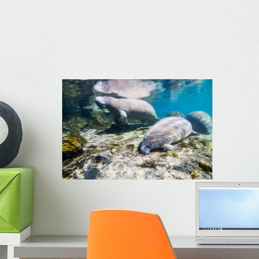 Manatee with Calf Crystal Wall Decal
