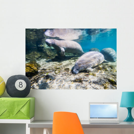 Manatee with Calf Crystal Wall Decal