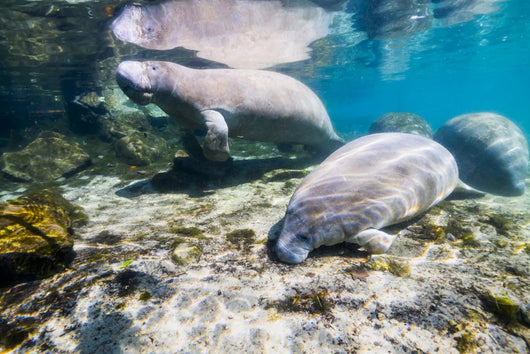 Manatee with Calf Crystal Wall Decal