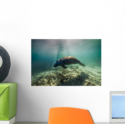 Manatee Crystal River Florida Wall Decal