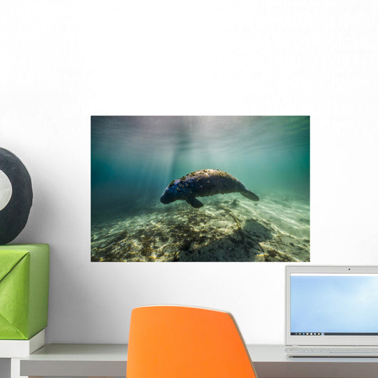 Manatee Crystal River Florida Wall Decal