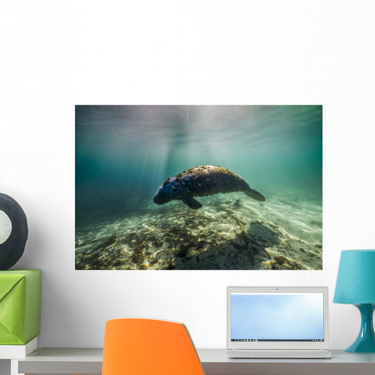 Manatee Crystal River Florida Wall Decal