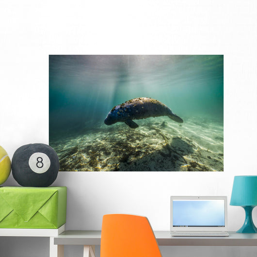 Manatee Crystal River Florida Wall Decal
