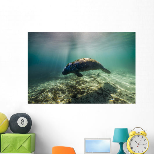 Manatee Crystal River Florida Wall Decal