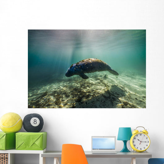 Manatee Crystal River Florida Wall Decal