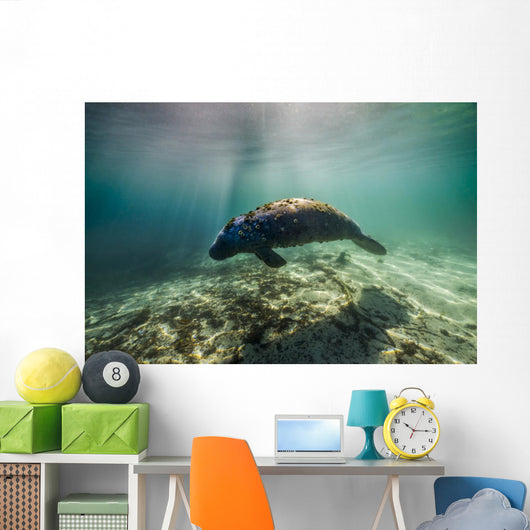 Manatee Crystal River Florida Wall Decal