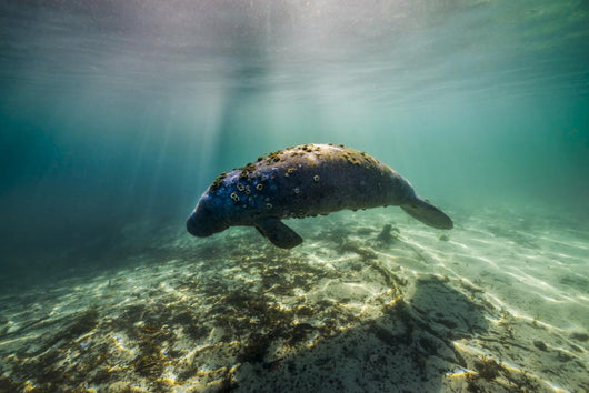 Manatee Crystal River Florida Wall Decal