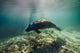 Manatee Crystal River Florida Wall Decal