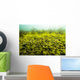Round Spherical Nostoc Cyanobacteria Wall Decal