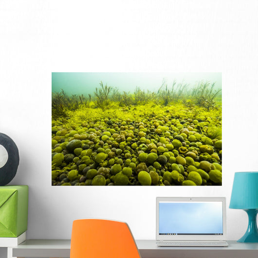 Round Spherical Nostoc Cyanobacteria Wall Decal