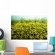 Round Spherical Nostoc Cyanobacteria Wall Decal