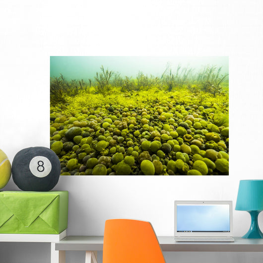Round Spherical Nostoc Cyanobacteria Wall Decal