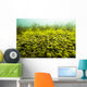 Round Spherical Nostoc Cyanobacteria Wall Decal