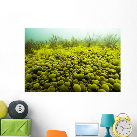 Round Spherical Nostoc Cyanobacteria Wall Decal