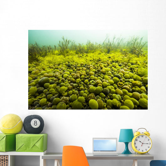 Round Spherical Nostoc Cyanobacteria Wall Decal