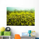 Round Spherical Nostoc Cyanobacteria Wall Decal