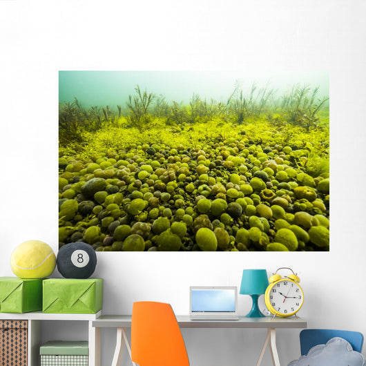 Round Spherical Nostoc Cyanobacteria Wall Decal