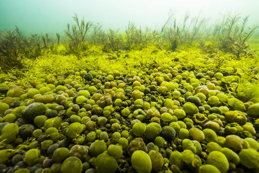 Round Spherical Nostoc Cyanobacteria Wall Decal
