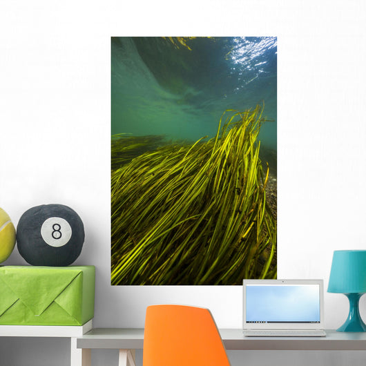 Texas Wild Rice San Vertical Wall Decal