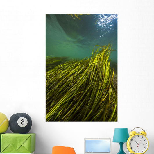 Texas Wild Rice San Vertical Wall Decal