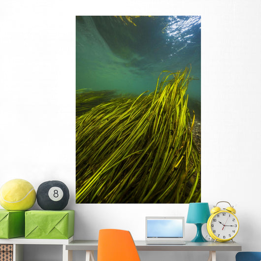 Texas Wild Rice San Vertical Wall Decal