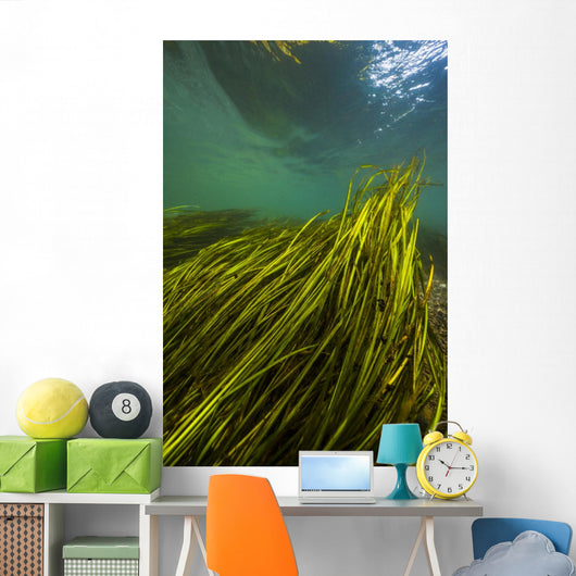 Texas Wild Rice San Vertical Wall Decal