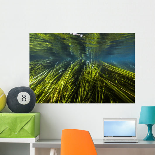 Texas Wild Rice San Wall Decal