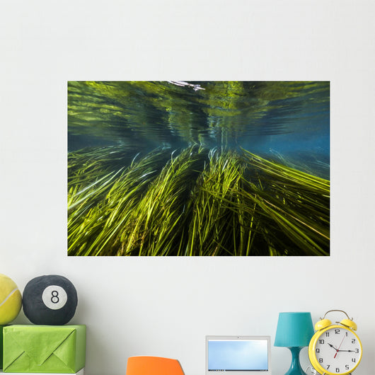 Texas Wild Rice San Wall Decal