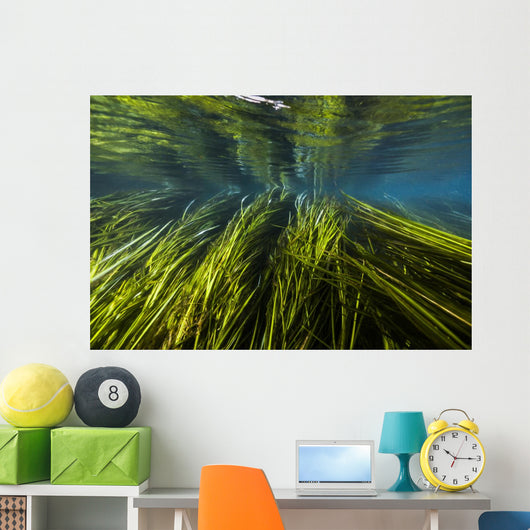 Texas Wild Rice San Wall Decal