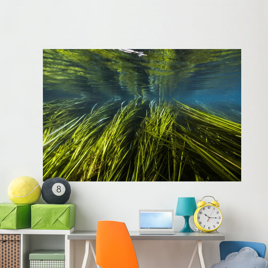 Texas Wild Rice San Wall Decal