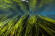 Texas Wild Rice San Wall Decal