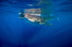 Whale Shark Isla Mujeres Distant Surface Wall Decal