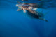 Whale Shark Isla Mujeres Light Rays Wall Decal
