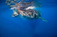 Whale Shark Isla Mujeres Wall Decal