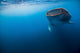 Whale Shark Isla Mujeres Distant Wall Decal