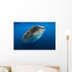 Whale Shark Isla Mujeres Swimming Up Wall Decal