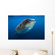 Whale Shark Isla Mujeres Swimming Up Wall Decal