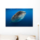 Whale Shark Isla Mujeres Swimming Up Wall Decal