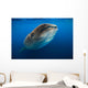 Whale Shark Isla Mujeres Swimming Up Wall Decal