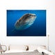 Whale Shark Isla Mujeres Swimming Up Wall Decal