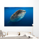 Whale Shark Isla Mujeres Swimming Up Wall Decal
