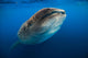 Whale Shark Isla Mujeres Swimming Up Wall Decal