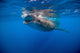 Whale Shark Isla Mujeres Left Side Wall Decal